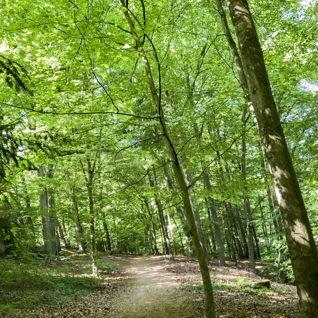 "forest hiking trail 17.5.2020," stock image