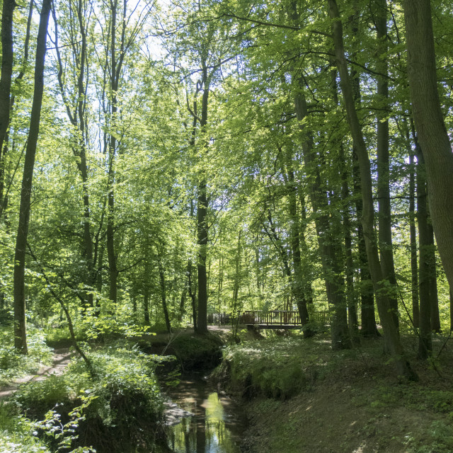 "Beckendorfer Mühlenbachtal creek" stock image