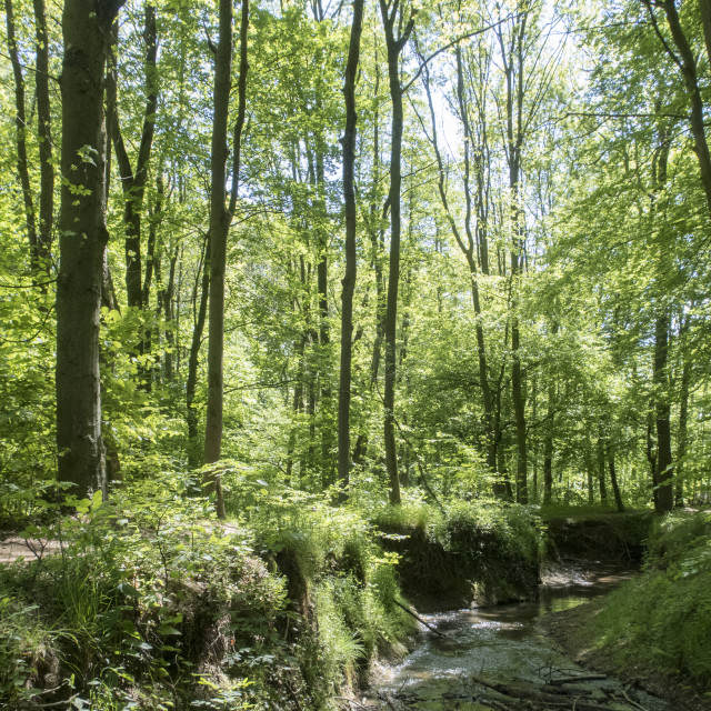 "Beckendorfer Mühlenbachtal creek" stock image