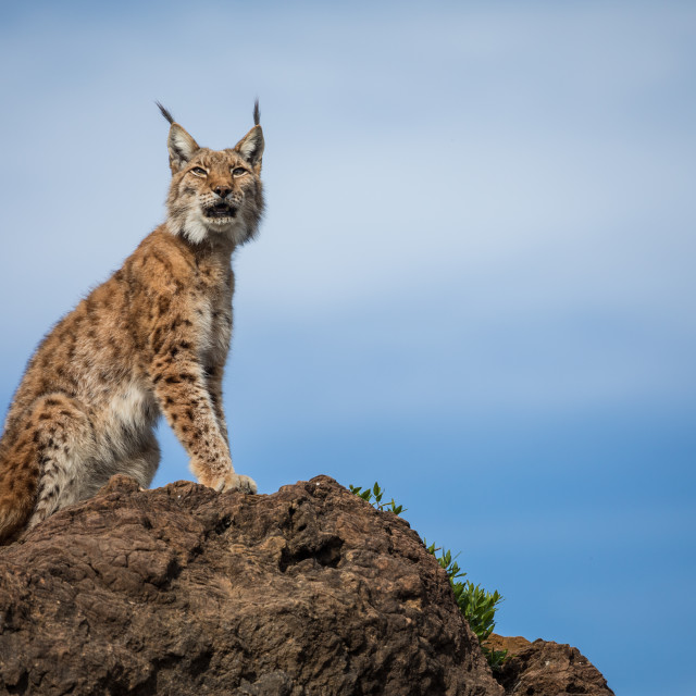 "Eurasian lynx" by Anibal Bueno - $12.20 "Eurasian lynx" stock image