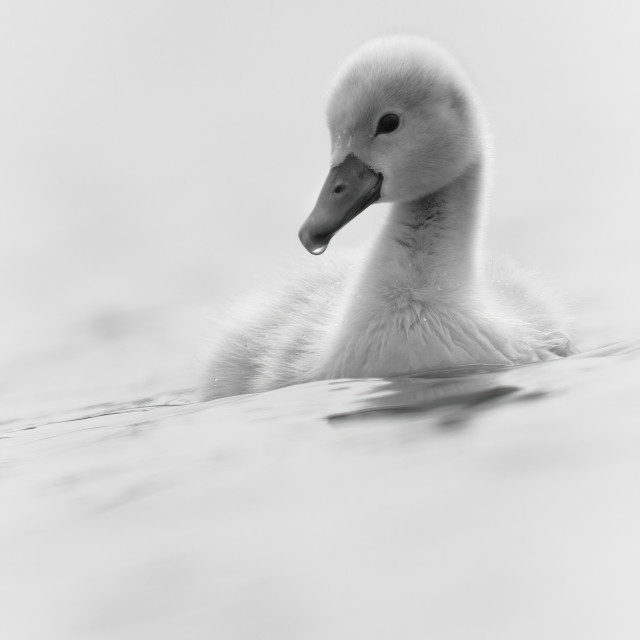 "Unimaginable Cuteness (Full Frame Version)" by Gareth Tallon (Abidastra) - $24.69 "Unimaginable Cuteness (Full Frame Version)" stock image