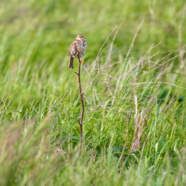 "Dorset Corn Bunting" by Dorset Rural Photography - £10.00 "Dorset Corn Bunting" stock image