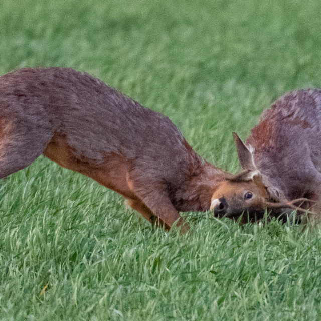 "The Dorset Roe Deer Rut" by Dorset Rural Photography - £10.00 "The Dorset Roe Deer Rut" stock image