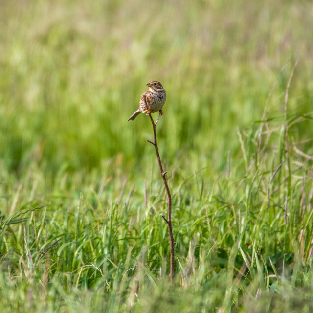 "Dorset Corn Bunting" by Dorset Rural Photography - £10.00 "Dorset Corn Bunting" stock image