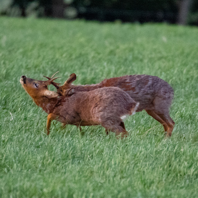 "The Dorset Roe Deer Rut" by Dorset Rural Photography - £10.00 "The Dorset Roe Deer Rut" stock image