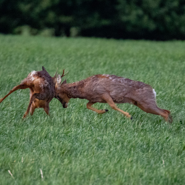"The Dorset Roe Deer Rut" by Dorset Rural Photography - £10.00 "The Dorset Roe Deer Rut" stock image