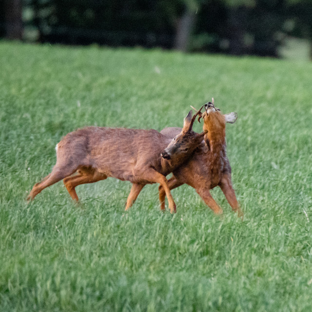 "The Dorset Roe Deer Rut" by Dorset Rural Photography - £10.00 "The Dorset Roe Deer Rut" stock image