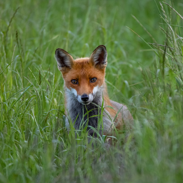 "Foxy" by Dorset Rural Photography - £10.00 "Foxy" stock image