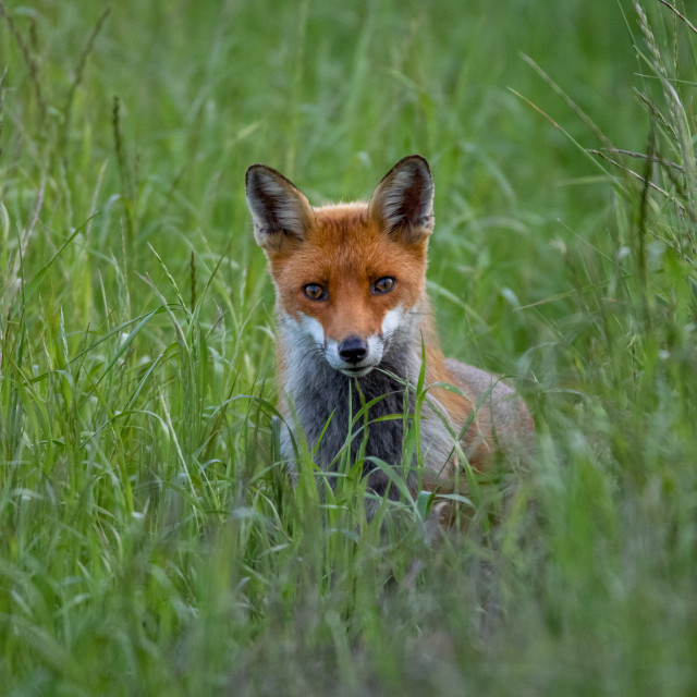 "Foxy." by Dorset Rural Photography - £10.00 "Foxy." stock image