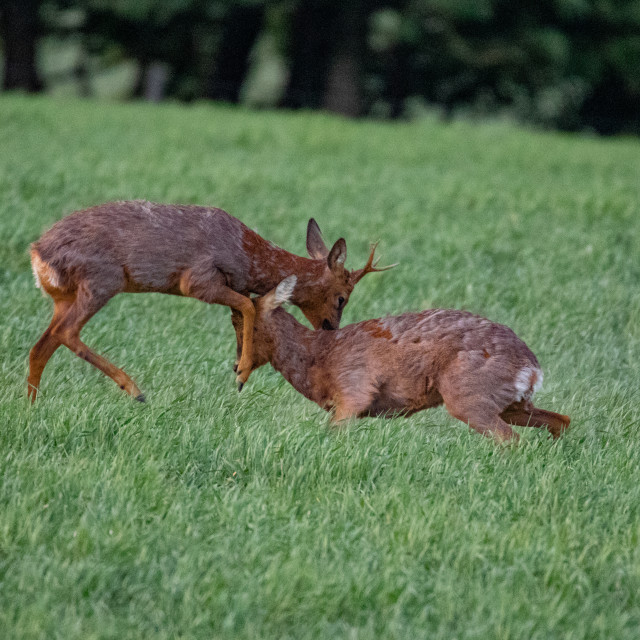"The Dorset Roe Deer Rut" by Dorset Rural Photography - £10.00 "The Dorset Roe Deer Rut" stock image
