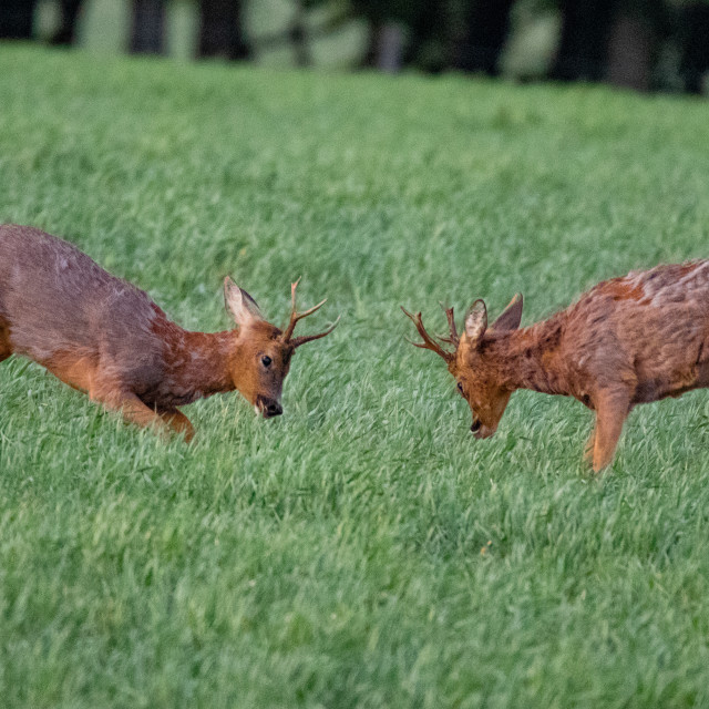"The Dorset Roe Deer Rut" by Dorset Rural Photography - £10.00 "The Dorset Roe Deer Rut" stock image