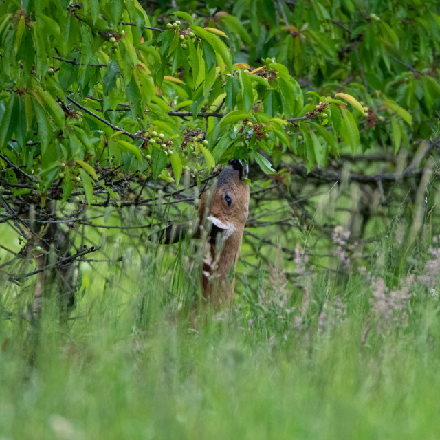 "Roe Deer Reaching for Tea" by Dorset Rural Photography - £10.00 "Roe Deer Reaching for Tea" stock image