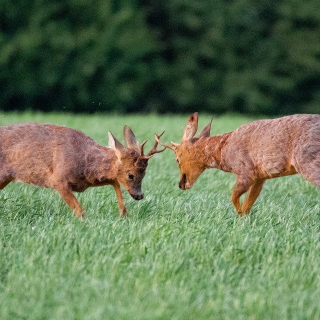 "Dorset Roe Deer Rut" by Dorset Rural Photography - £10.00 "Dorset Roe Deer Rut" stock image