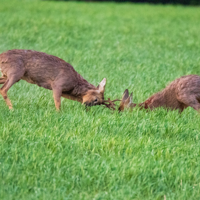 "The Dorset Roe Deer Rut" by Dorset Rural Photography - £10.00 "The Dorset Roe Deer Rut" stock image