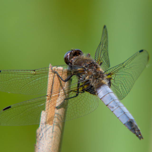 "Perched broad-bodied chaser" stock image