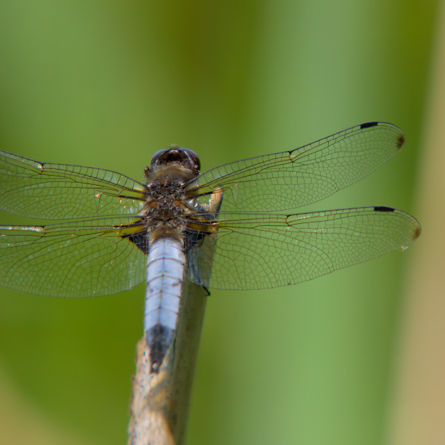 "Perched broad-bodied chaser" stock image