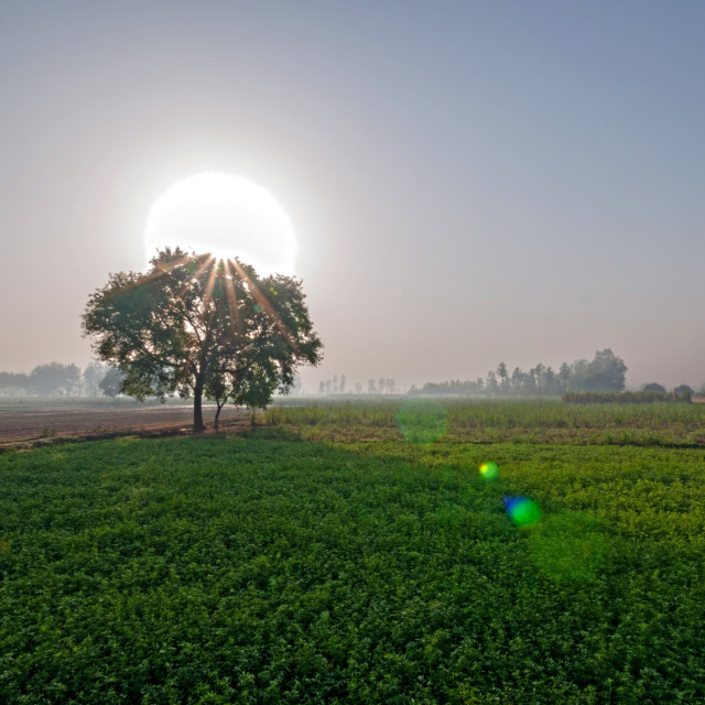 "The Sunstar.." stock image