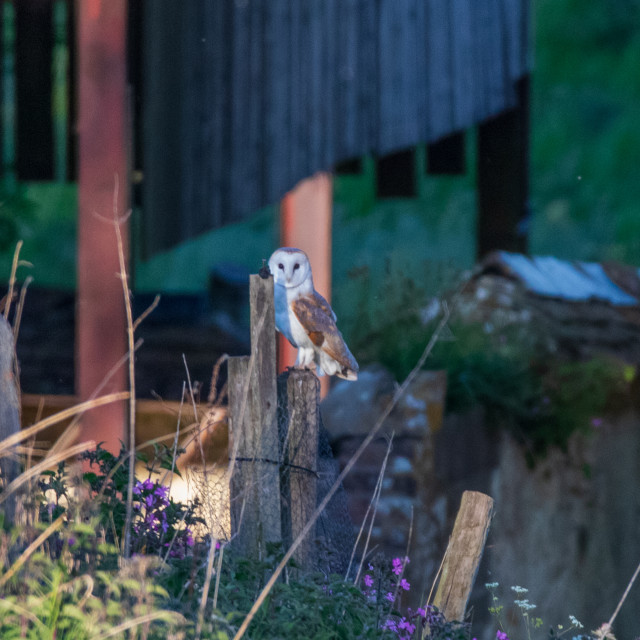 "A Dorset Barn Owl" by Dorset Rural Photography - £5.00 "A Dorset Barn Owl" stock image