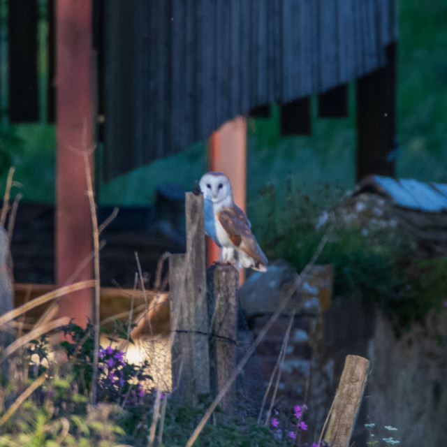 "A Dorset Barn Owl" by Dorset Rural Photography - £10.00 "A Dorset Barn Owl" stock image