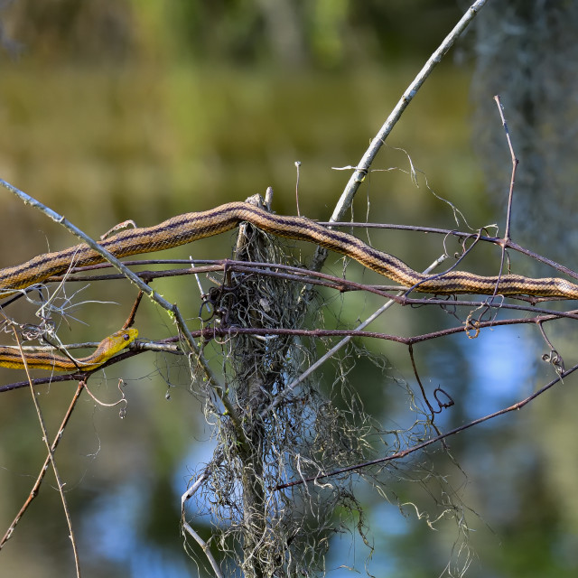 "Perched Yellow Rat Snake is having some relaxation time." stock image
