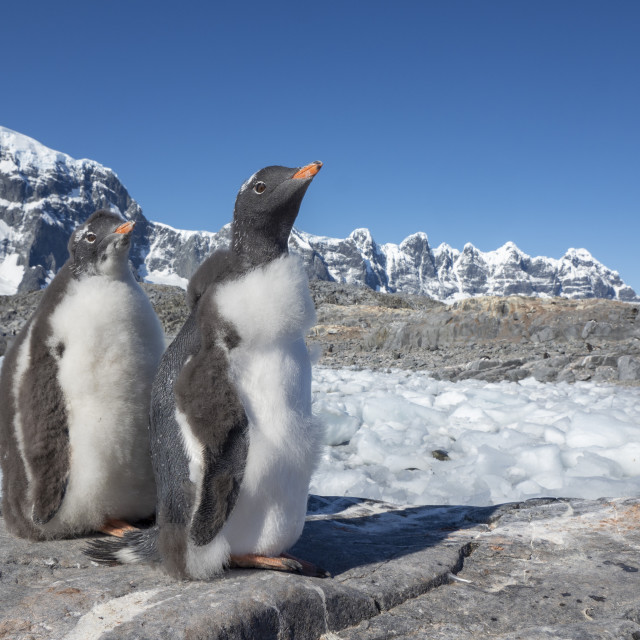 "Molting gentoo penguins, Pygoscelis papua, at Jougla Point, Wiencke Island,..." stock image