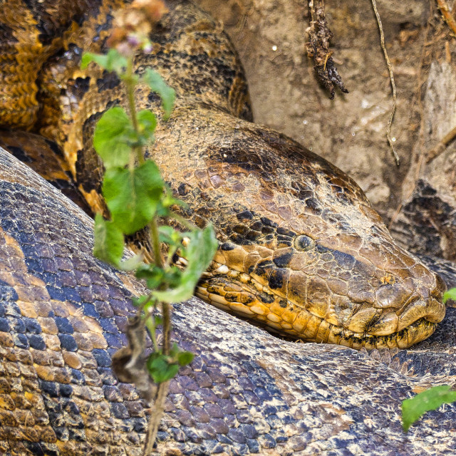 "Asian Python, Python molurus" stock image