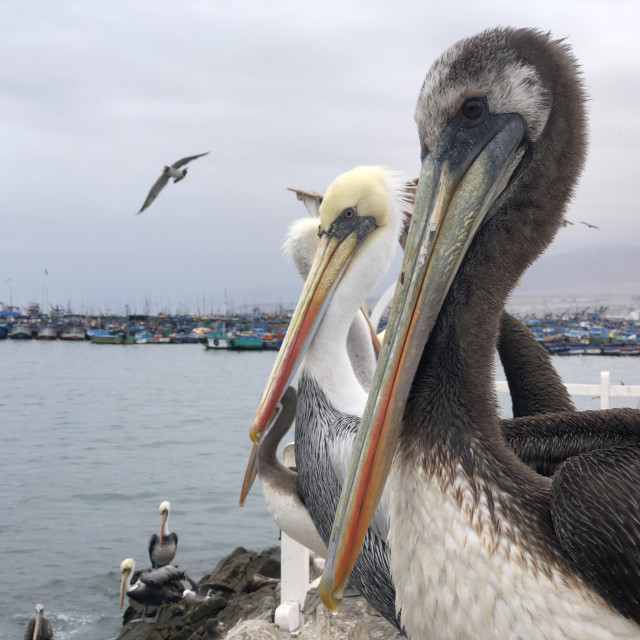 "Pelicans from Chile" stock image