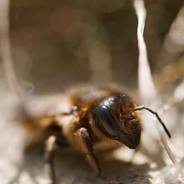 "Honey Bee" stock image