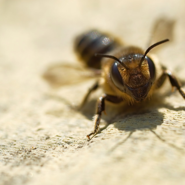 "Honey Bee on a Stone Slab" stock image