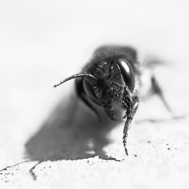 "Honey Bee (Highkey)" by Gareth Tallon (Abidastra) - $12.35 "Honey Bee (Highkey)" stock image