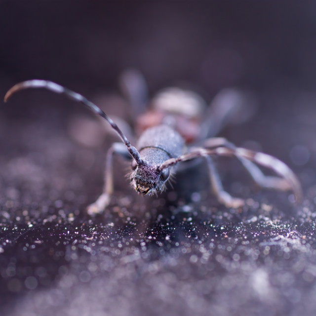 "Two-banded Longhorn Beetle" stock image