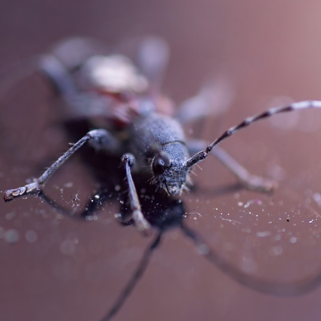 "Two-banded Longhorn Beetle (2)" stock image