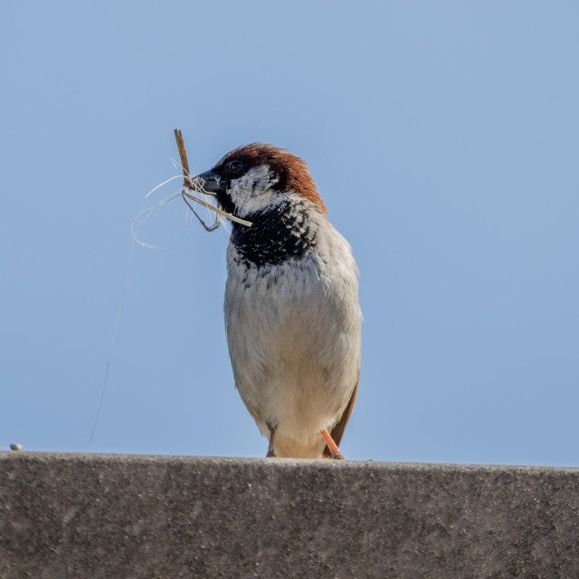 "House Sparrow" by Dorset Rural Photography - £5.00 "House Sparrow" stock image