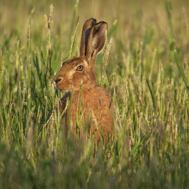 "An Early Morning Dorset Hare" by Dorset Rural Photography - £10.00 "An Early Morning Dorset Hare" stock image