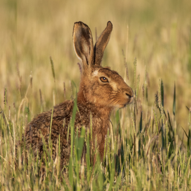 "An Early Morning Dorset Hare" by Dorset Rural Photography - £10.00 "An Early Morning Dorset Hare" stock image