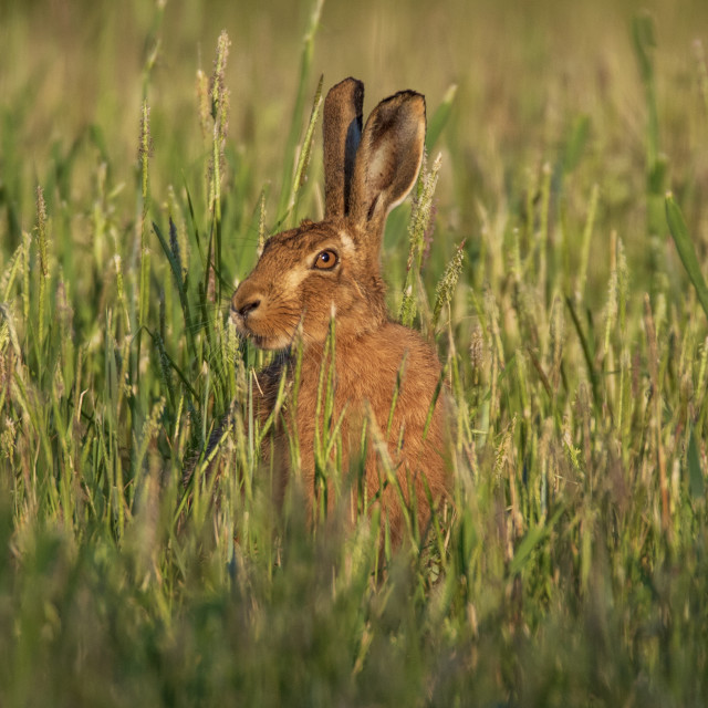 "An Early Morning Dorset Hare" by Dorset Rural Photography - £10.00 "An Early Morning Dorset Hare" stock image