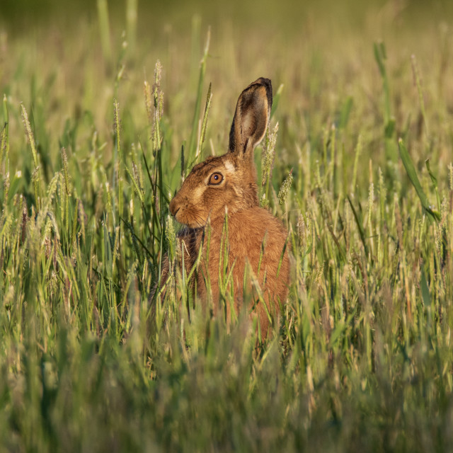 "An Early Morning Dorset Hare" by Dorset Rural Photography - £10.00 "An Early Morning Dorset Hare" stock image