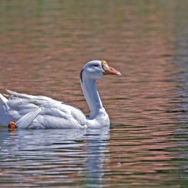 "Ducks at Bhulla Lake" stock image