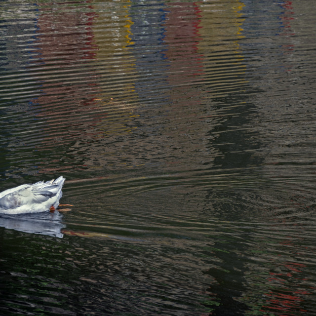 "Ducks at Bhulla Lake" stock image