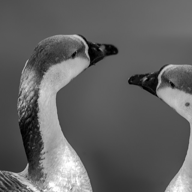 "Two Is Company" by www.nishantdavid.ca - $16.51 "Two Is Company" stock image