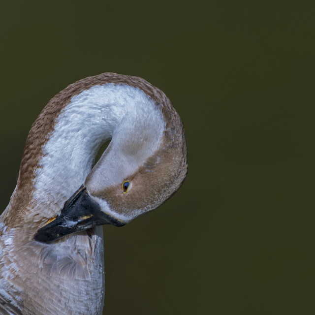 "Ducks at Bhulla Lake" stock image