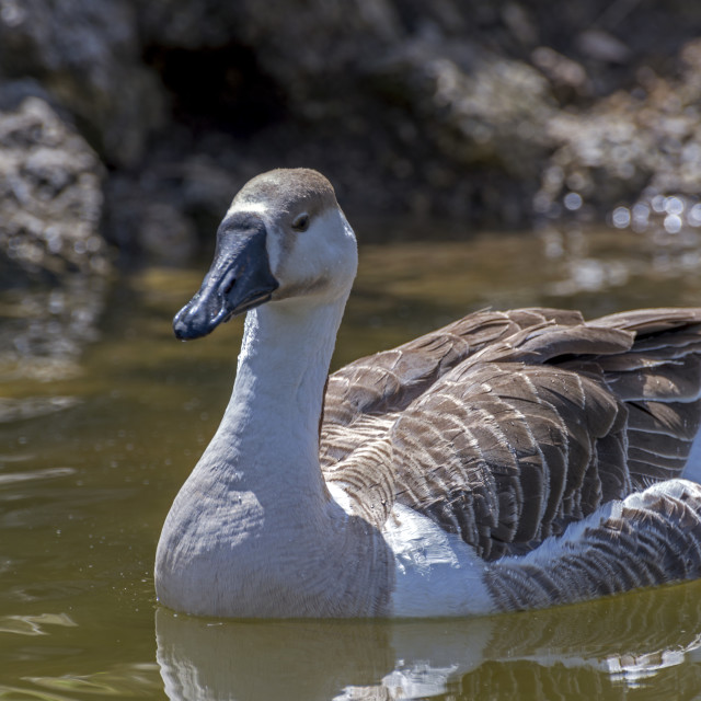 "Ducks at Bhulla Lake" stock image