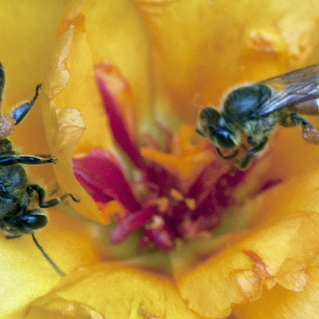 "Two Honey Bees Sharing Nectar" stock image