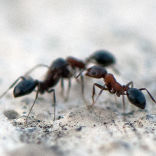 "The Peacemaker Ant" stock image