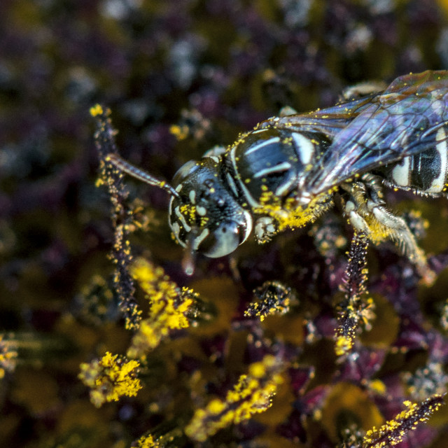 "The Honey Bee Covered in Pollen Grains." stock image