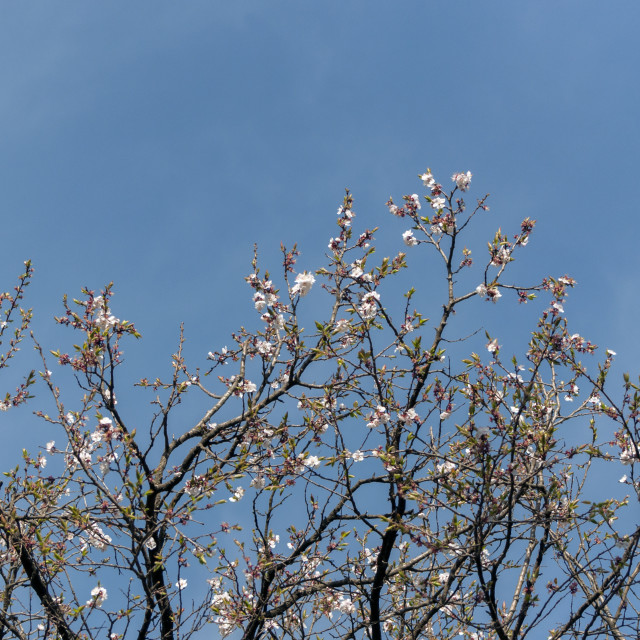 "Apple Blossoms against the Blue Sky" stock image