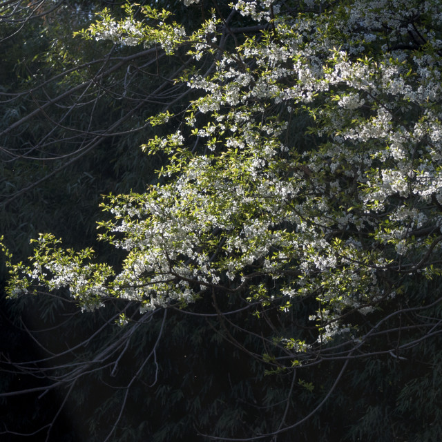 "Sun rays Illuminating the Apple Blossoms" by www.nishantdavid.ca - $15.67 "Sun rays Illuminating the Apple Blossoms" stock image