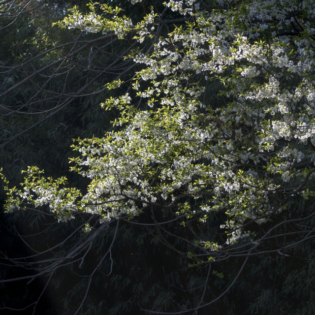 "Sun rays Illuminating the Apple Blossoms" stock image