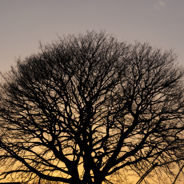 "A Tree Silhoette" stock image