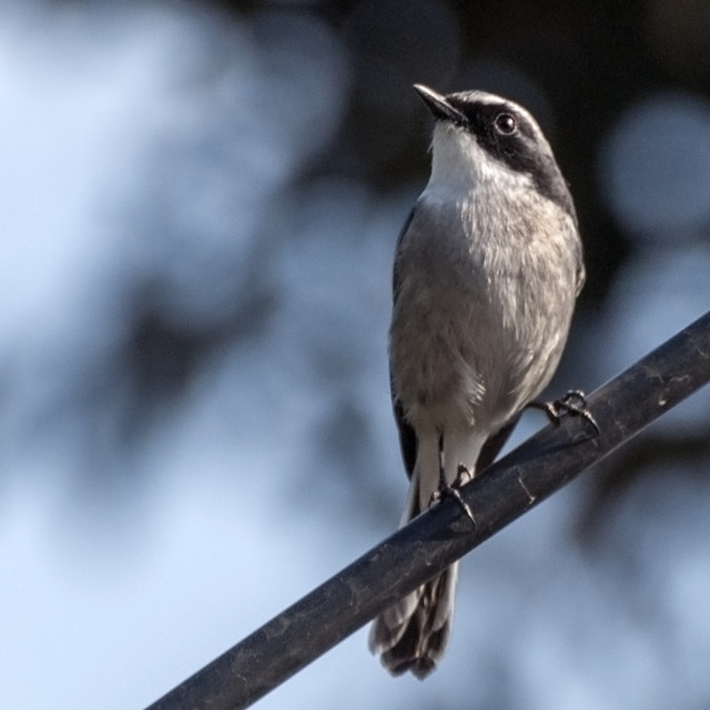 "The Little Pied Flycatcher (Ficedula westermanni)" stock image